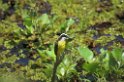 Lesser Kiskadee-01-01