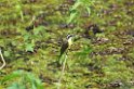 Lesser Kiskadee-02-01