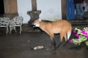 Maned Volf-03