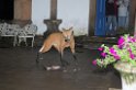 Maned Volf-06