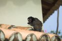 Marmoset canaster-01