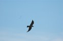 Missisipi Kite03-01