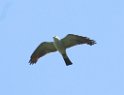 Missisipi Kite04 -01