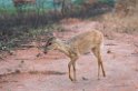 Pampas Deer03-01