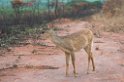 Pampas deer02-01