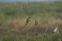 Peach-fronted Parakeet03-01
