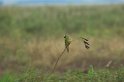 Peach-fronted Parakeet04-01