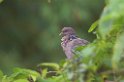 Picazori Pigeon-02