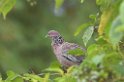 Picazori Pigeon-03