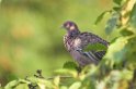 Picazori Pigeon-04