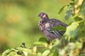 Picazori Pigeon-05