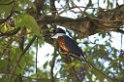 Ringed Kingfisher-01