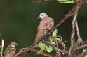 Ruddy Ground-dove-01