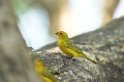 Safron Finch01-01