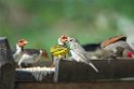 Safron Finch03-01