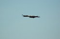 Savanna hawk01-01