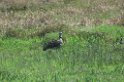 Southern Screamer02-01