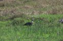 Southern Screamer03-01