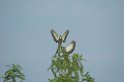 Streamer-tailed Tyrant04-01