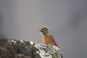 Swallow Flycatcher01-01
