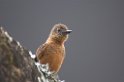 Swallow Flycatcher02 -01