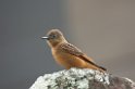 Swallow Flycatcher03-01