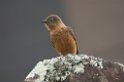 Swallow Flycatcher05-01