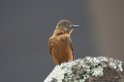 Swallow Flycatcher06-01