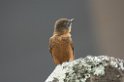 Swallow Flycatcher07-01