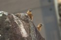 Swallow Flycatcher08-01