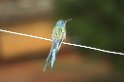 Swallow-tailed Hummingbird-02