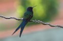 Swallow-tailed Hummingbird