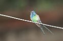 Swallow-tailled Hummingbird-06