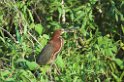 Tiger-heron-01