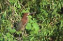Tiger-heron02-01