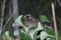 White-winged Nightjar03-01