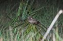 White-winged Nightjar04-01