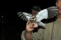 White-winged Nightjar05-01