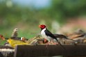 Yellow-billed Finch04-01