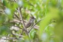 flycatcher01-01