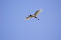 jabiru-01