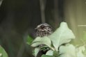 white-winged nighjar02-01