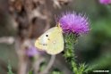 Eastern Pale clouded Yellow.200927sep_2783