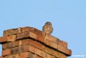 Kirkeugle.200924sep_0860