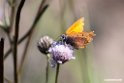 Sommerfugl.200922sep_0627