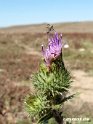 Tidsel.200922sep_3149