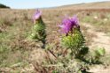 Tidsel.200922sep_3150