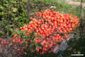 Tomater.200921sep_0432