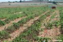 Tomater.200921sep_0433
