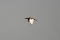 Bengal Florican.20140311_7937